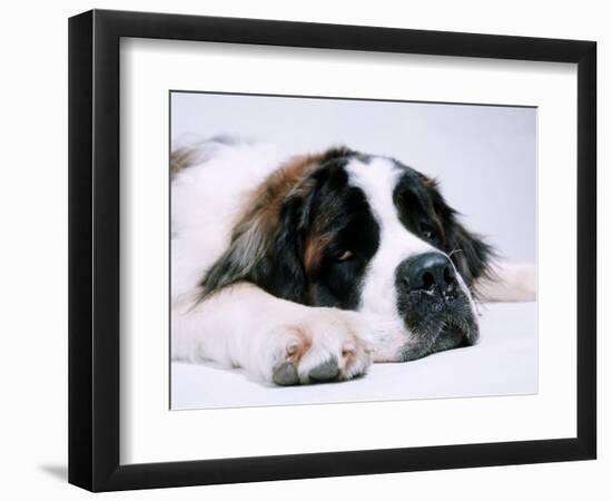 St. Bernard Dog, September 1976--Framed Photographic Print