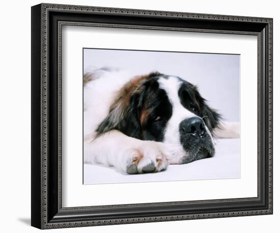 St. Bernard Dog, September 1976-null-Framed Photographic Print