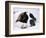 St. Bernard Dog, September 1976-null-Framed Photographic Print