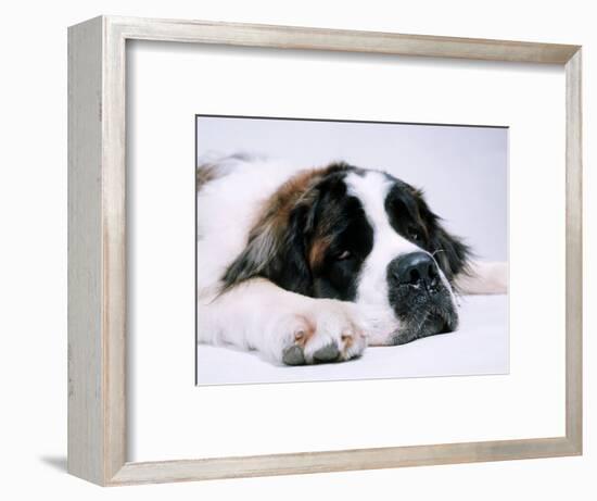 St. Bernard Dog, September 1976-null-Framed Photographic Print