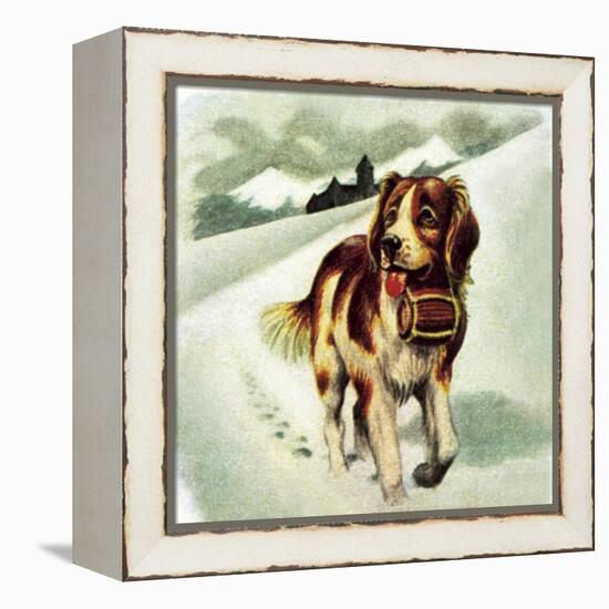 St Bernard Dog-McConnell-Framed Premier Image Canvas