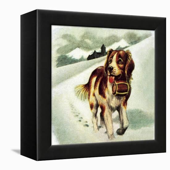 St Bernard Dog-McConnell-Framed Premier Image Canvas