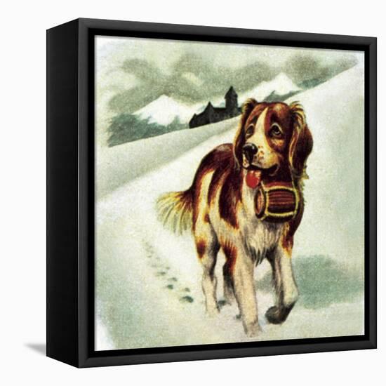 St Bernard Dog-McConnell-Framed Premier Image Canvas