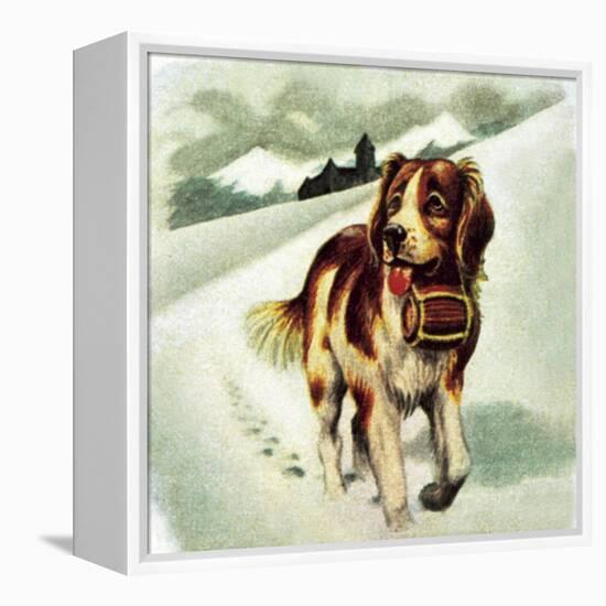 St Bernard Dog-McConnell-Framed Premier Image Canvas