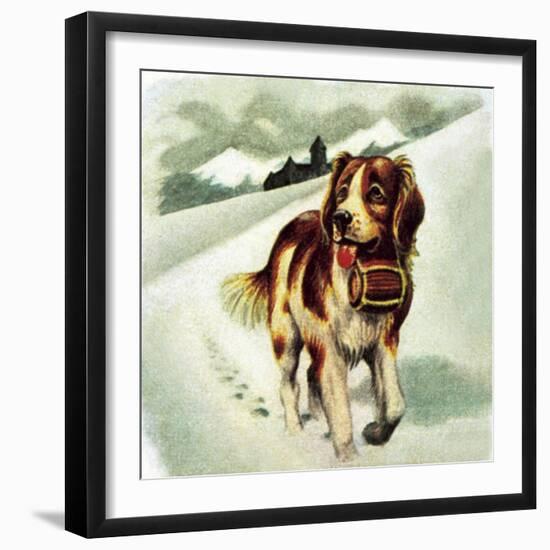 St Bernard Dog-McConnell-Framed Giclee Print