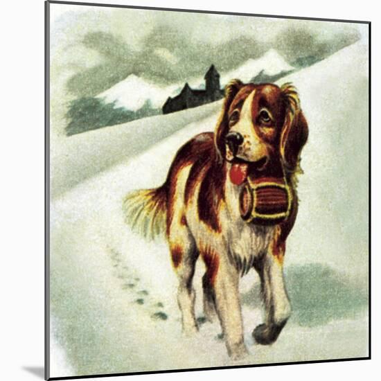 St Bernard Dog-McConnell-Mounted Giclee Print