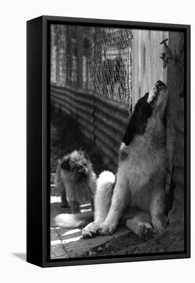 St Bernard Drinking from a Tap-Thomas Fall-Framed Premier Image Canvas