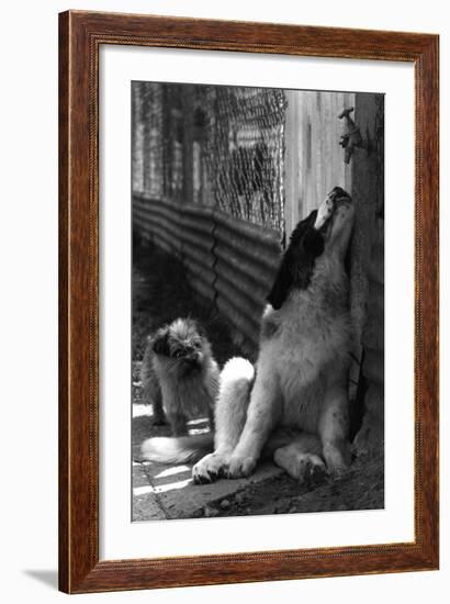 St Bernard Drinking from a Tap-Thomas Fall-Framed Photographic Print