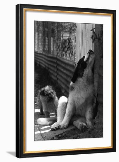 St Bernard Drinking from a Tap-Thomas Fall-Framed Photographic Print