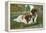 St. Bernard Puppies-null-Framed Stretched Canvas