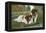 St. Bernard Puppies-null-Framed Stretched Canvas