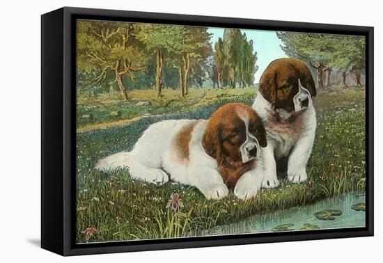 St. Bernard Puppies-null-Framed Stretched Canvas