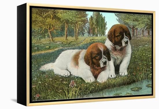 St. Bernard Puppies-null-Framed Stretched Canvas