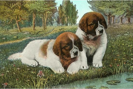 St. Bernard Puppies-null-Framed Art Print