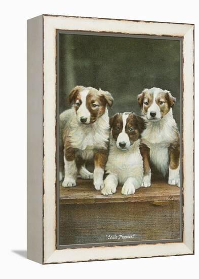 St. Bernard Puppies-null-Framed Stretched Canvas