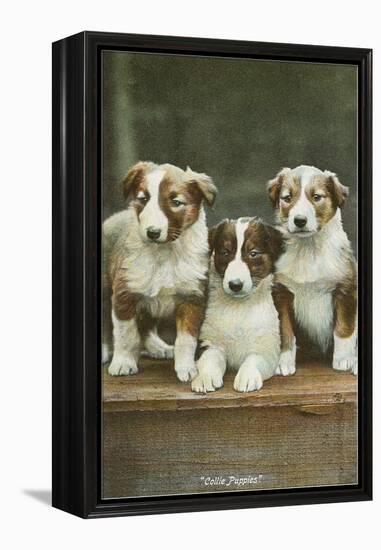 St. Bernard Puppies-null-Framed Stretched Canvas