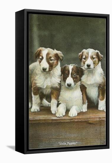 St. Bernard Puppies-null-Framed Stretched Canvas