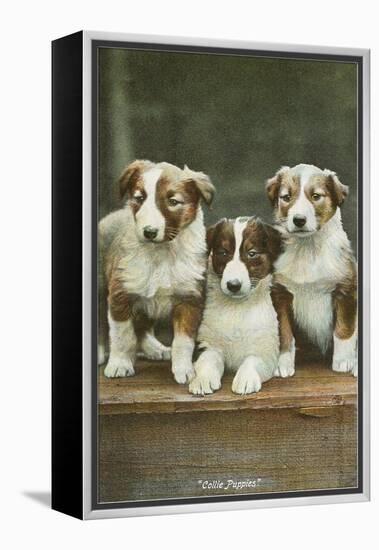 St. Bernard Puppies-null-Framed Stretched Canvas