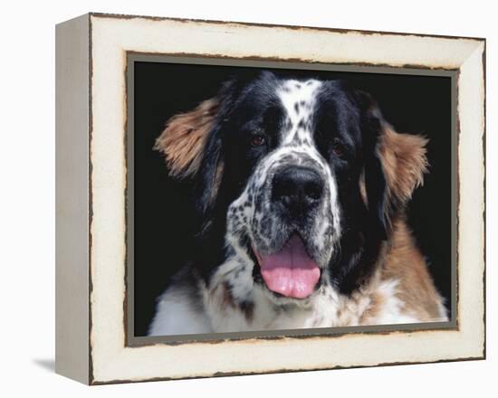 St.Bernard, USA-Lynn M. Stone-Framed Premier Image Canvas