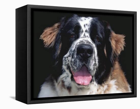 St.Bernard, USA-Lynn M. Stone-Framed Premier Image Canvas