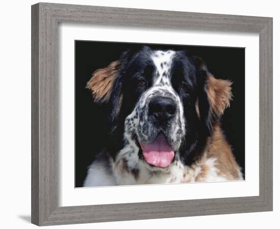 St.Bernard, USA-Lynn M. Stone-Framed Photographic Print