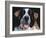 St.Bernard, USA-Lynn M. Stone-Framed Photographic Print