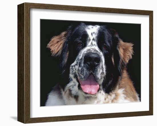 St.Bernard, USA-Lynn M. Stone-Framed Photographic Print