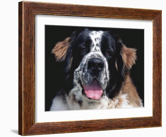 St.Bernard, USA-Lynn M. Stone-Framed Photographic Print