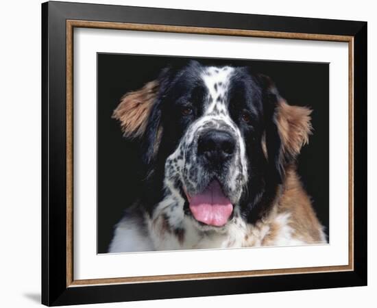 St.Bernard, USA-Lynn M. Stone-Framed Photographic Print