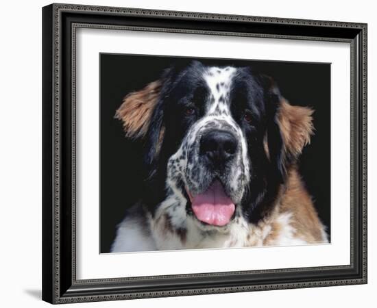 St.Bernard, USA-Lynn M. Stone-Framed Photographic Print