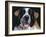 St.Bernard, USA-Lynn M. Stone-Framed Photographic Print