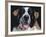 St.Bernard, USA-Lynn M. Stone-Framed Photographic Print