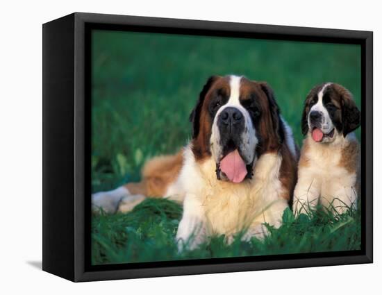 St. Bernard with Puppy in Grass-Adriano Bacchella-Framed Premier Image Canvas