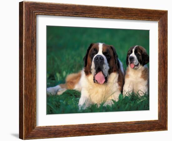 St. Bernard with Puppy in Grass-Adriano Bacchella-Framed Photographic Print