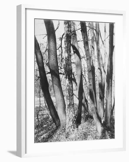 St. Cloud, Fin Mai-Eugene Atget-Framed Giclee Print