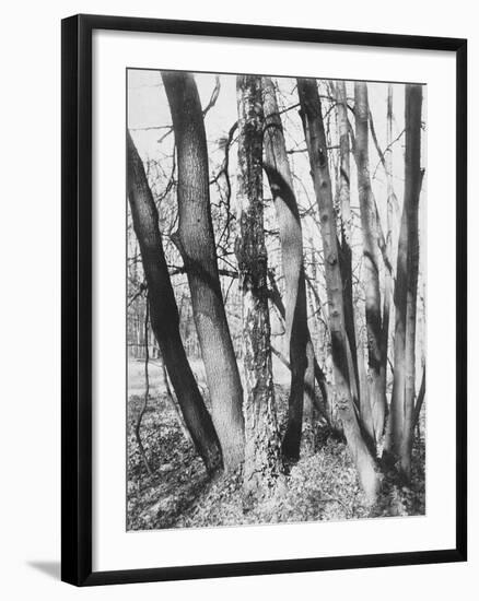 St. Cloud, Fin Mai-Eugene Atget-Framed Giclee Print