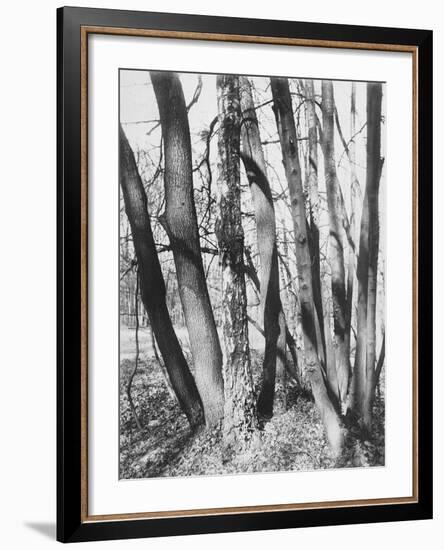 St. Cloud, Fin Mai-Eugene Atget-Framed Giclee Print