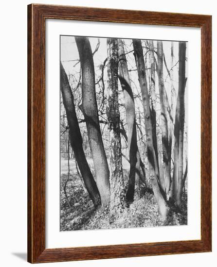 St. Cloud, Fin Mai-Eugene Atget-Framed Giclee Print