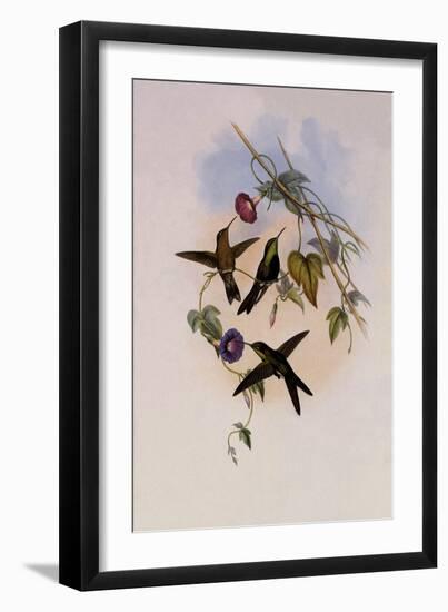 St. Domingo Hummingbird, Sporadinus Elegans-John Gould-Framed Giclee Print