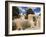 St. Francis De Asis Church in Ranchos De Taos, Taos, New Mexico, United States of America, North Am-Richard Cummins-Framed Photographic Print