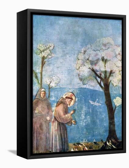 St Francis Preaching to the Birds, 1297-1299, (C1900-192)-Giotto-Framed Premier Image Canvas