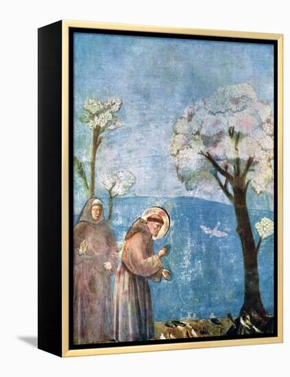 St Francis Preaching to the Birds, 1297-1299, (C1900-192)-Giotto-Framed Premier Image Canvas