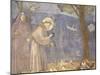 St. Francis Preaching to the Birds-Giotto-Mounted Art Print