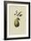 St. Germain Pear-William Hooker-Framed Art Print