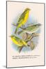 St. Helena Seed-Eater, Green Singing-Finch-Arthur G. Butler-Mounted Art Print