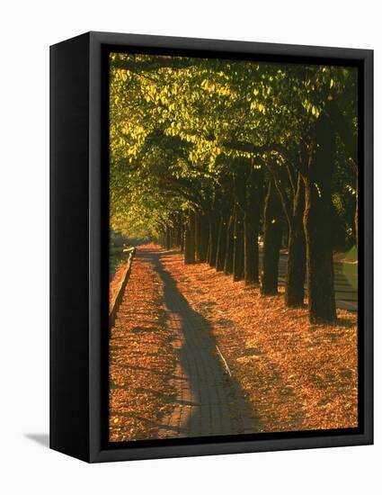 St. Helena Wine Country, Napa Valley, California-John Alves-Framed Premier Image Canvas