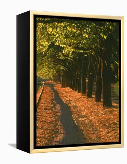 St. Helena Wine Country, Napa Valley, California-John Alves-Framed Premier Image Canvas