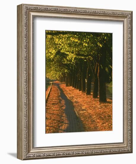 St. Helena Wine Country, Napa Valley, California-John Alves-Framed Photographic Print