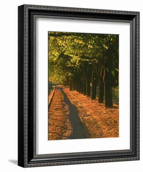 St. Helena Wine Country, Napa Valley, California-John Alves-Framed Photographic Print