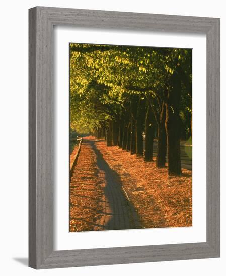 St. Helena Wine Country, Napa Valley, California-John Alves-Framed Photographic Print